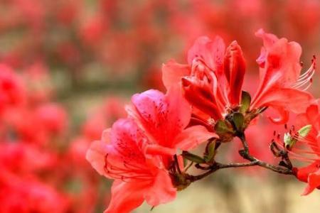 吉首的市花是什么