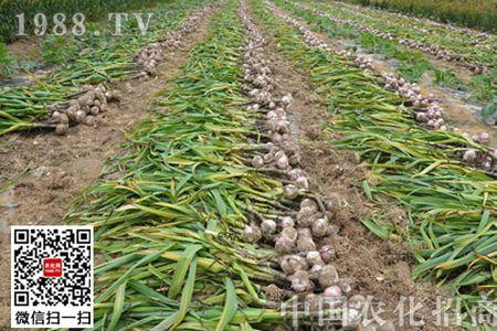 白萝卜大蒜种植方法