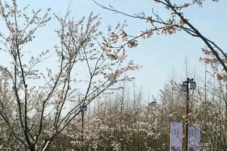 盐城大洋湾八月份有樱花吗