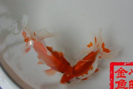 土佐金鱼的养殖