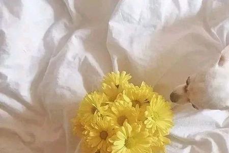 被暧昧对象送花发朋友圈文案