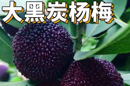 乌苏杨梅和东魁哪个品种好