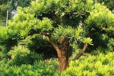 罗汉松山东地栽能过冬吗