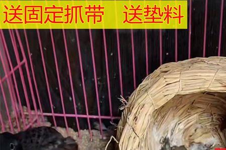 珍珠鸟踩背后不下蛋