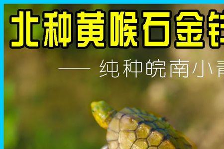 黄喉拟水龟多大了会产蛋
