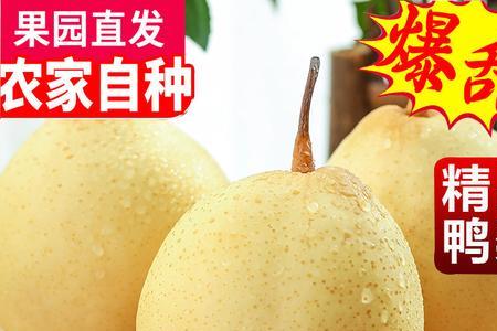 水晶梨几年丰产