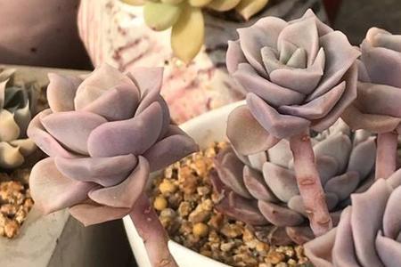 多肉可爱玫瑰怎么看品相
