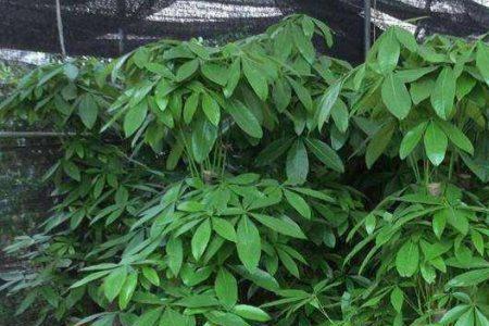 发财树浇水500毫升可以多少天不浇