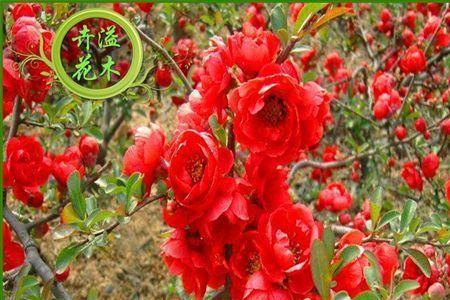 京东上买的沭阳花苗是否靠谱