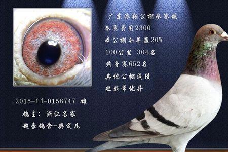 怎么查找赛鸽鸽主联系方式
