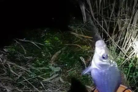 斧头湖夜钓鱼口如何