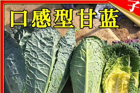甘蓝包心期温度多少度