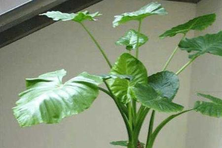 滴水观音根部发侧芽需要修剪吗