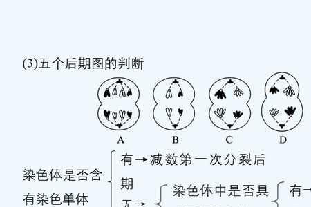 着丝点分裂和有丝分裂的区别