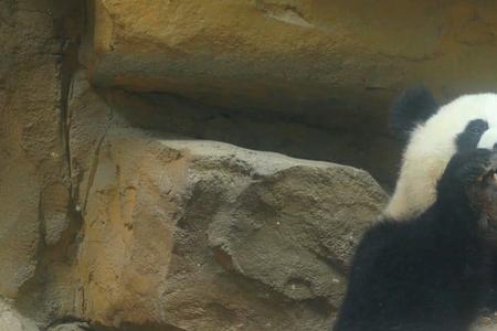 熊猫在古代可以吃吗