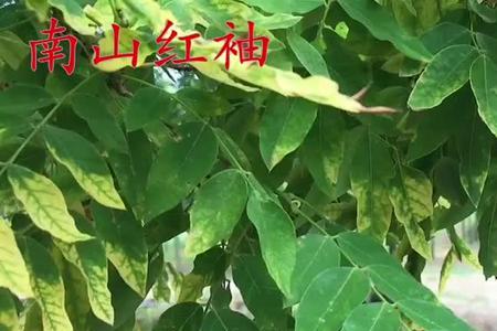 七七芽怎样晒干制作茶