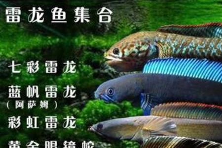 奶茶雷龙可以和孔雀鱼混养吗