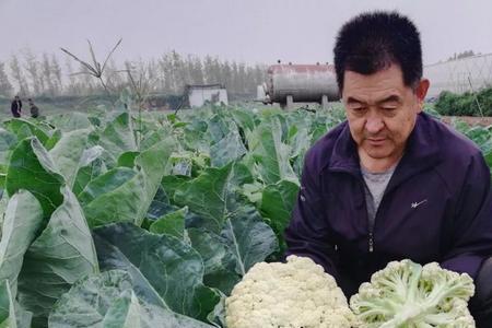花菜的根发绿是什么原因