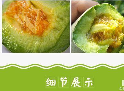 博洋甜瓜是什么季节的