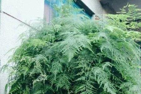 文竹栽种后能马上浇水吗