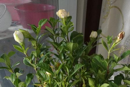 栀子花12月份长花苞怎么办