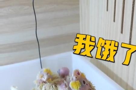 手养玄凤多大开始养