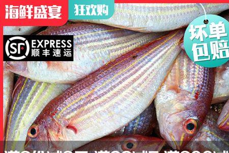 红中三鱼是海鱼吗