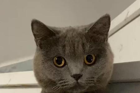 为什么每次养猫都养不久