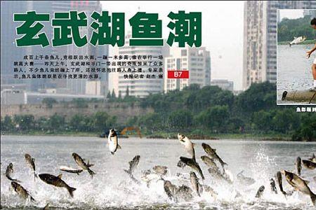 江苏南京什么鱼多