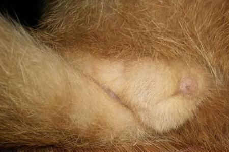 公猫为什么不碰母猫