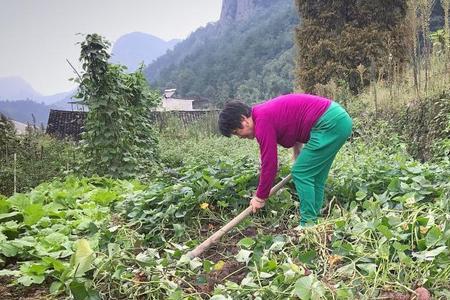 浙江红薯种植时间