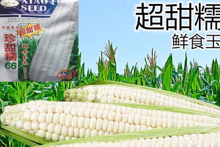 英德玉6玉米种子