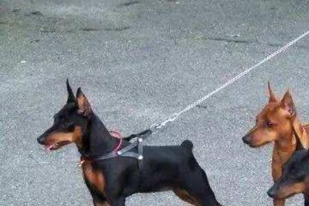 小鹿犬可以吃橘子吗