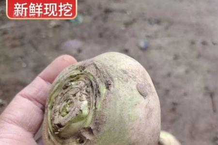 什么蔬菜可以替代芜菁