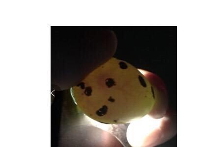 鹌鹑生长周期表