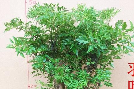 羽叶福禄桐如何过冬