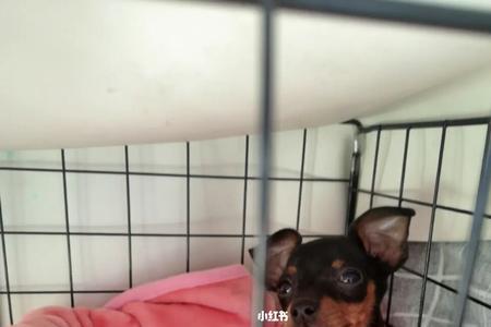 小鹿犬喜欢玩什么玩具