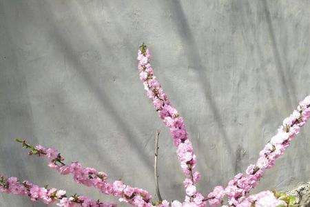 花茎断了花还能活吗