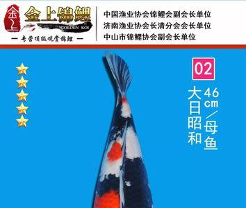 锦鲤极品和精品的区别