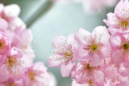融水樱什么时间开花