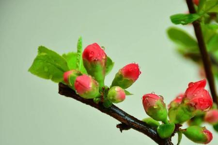 海棠花后修剪后能长成大树吗