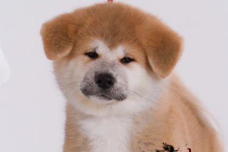 秋田犬和拉布拉多哪个大