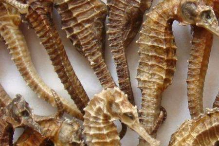 马虾怎么分雌雄