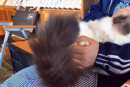 布偶猫尿床怎么回事