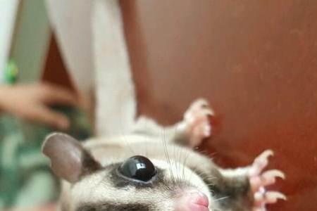 蜜袋鼯公和母哪个好上手