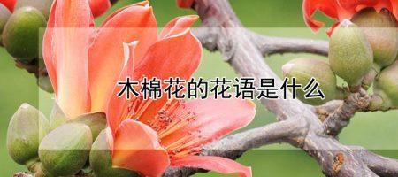 木棉花的歌曲有哪些