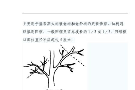 银两树需要多长时间成熟