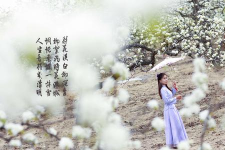 惆怅东南一枝雪赏析