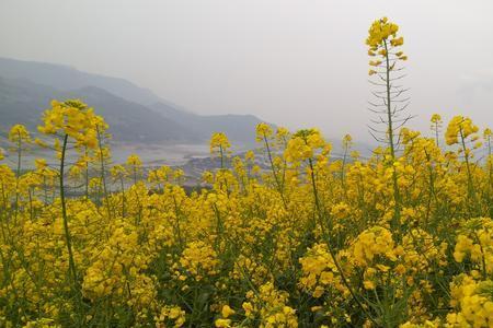 怎么表达油菜花香