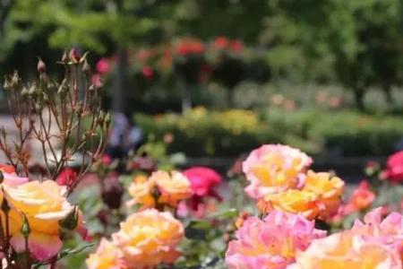 花开上海生态园11月可以赏花吗
